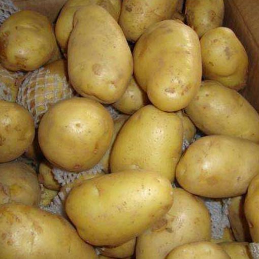 黄心土豆 1公斤