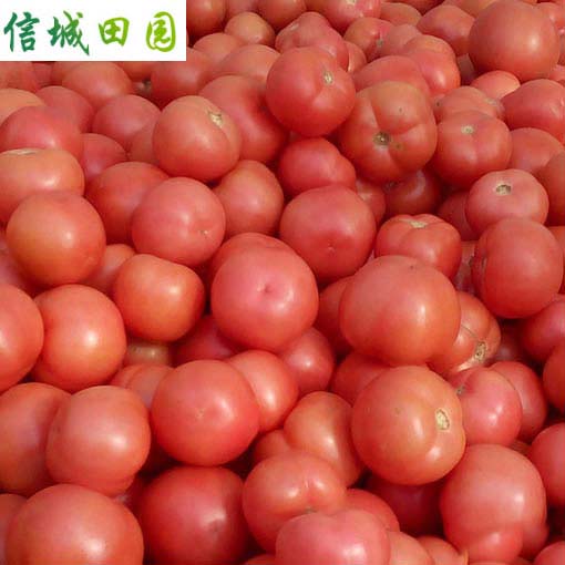 西红柿 1公斤